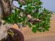 Immagine di Bonsai Olivo di Maiorca "Maiorchino"