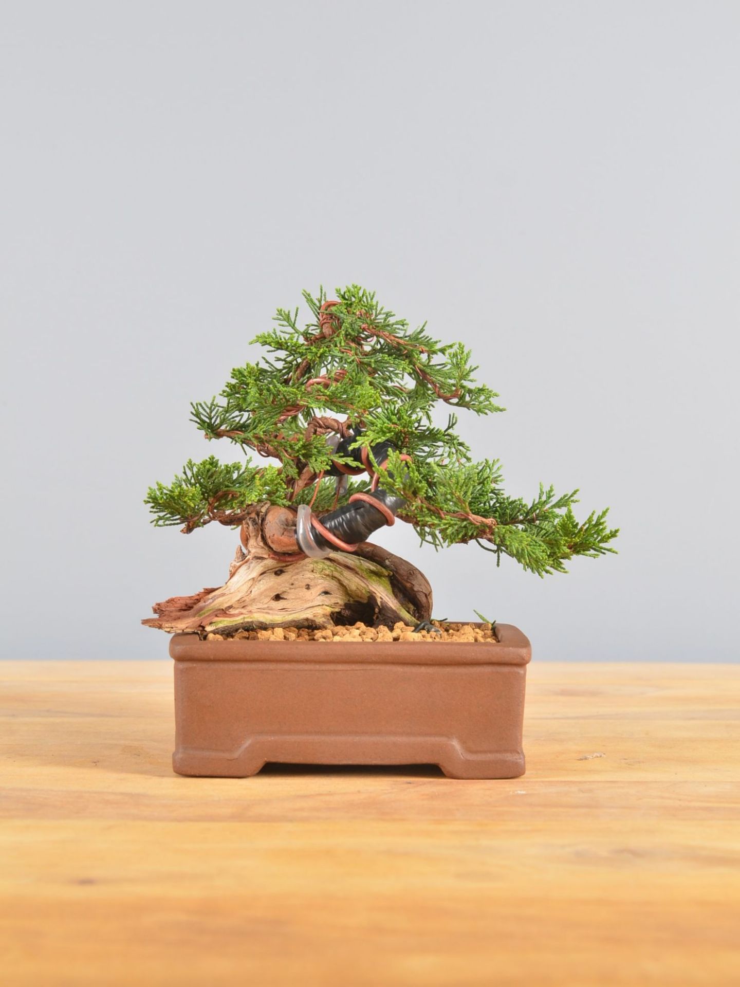 Immagine di Bonsai Ginepro
