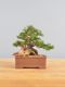 Immagine di Bonsai Ginepro
