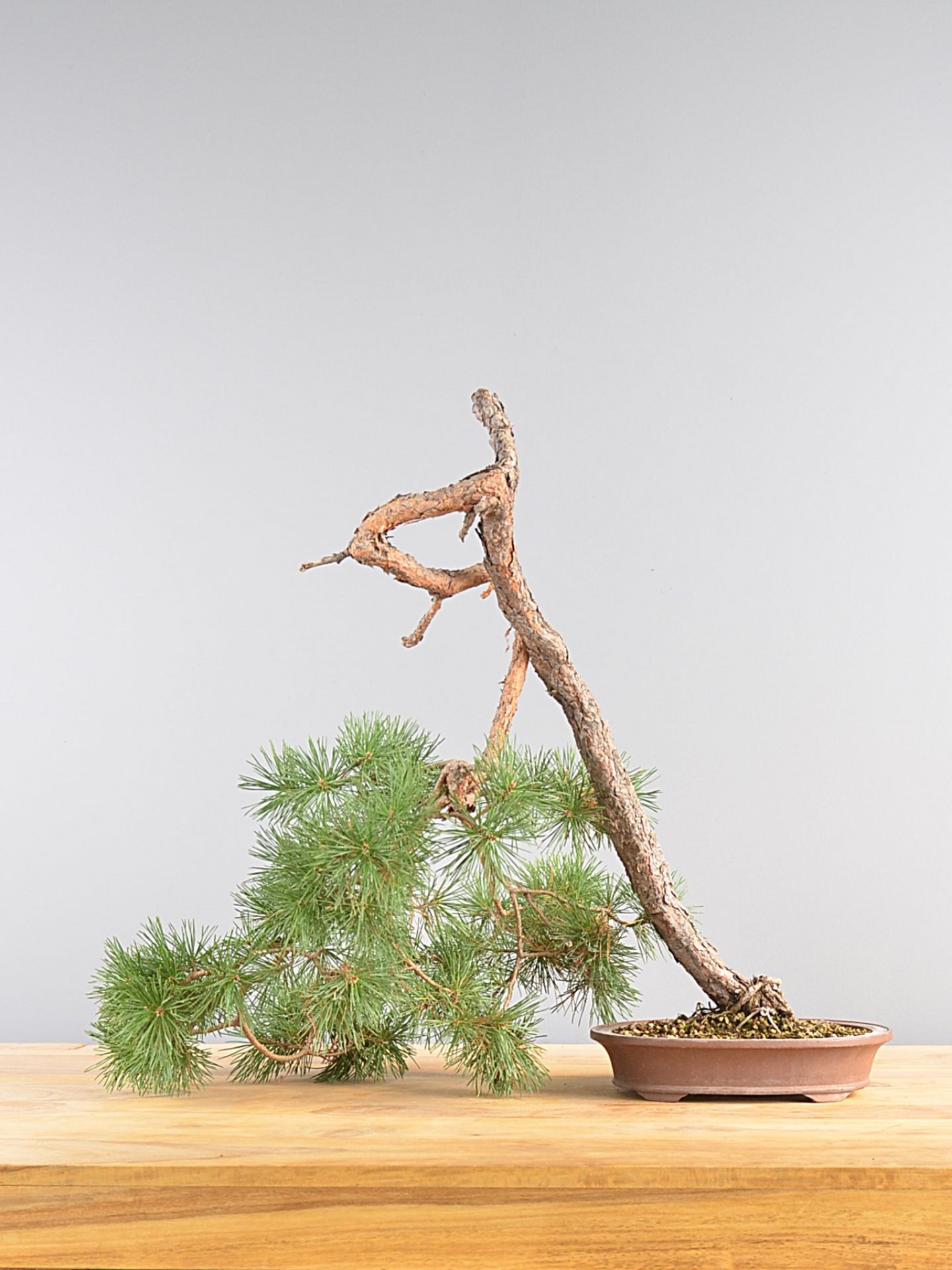 Immagine di Bonsai Pino silvestre