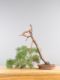 Immagine di Bonsai Pino silvestre