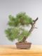 Immagine di Bonsai Pino silvestre