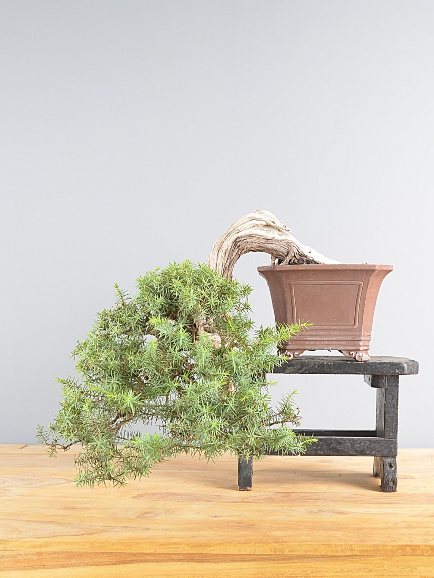 Immagine di Bonsai Ginepro