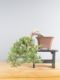 Immagine di Bonsai Ginepro