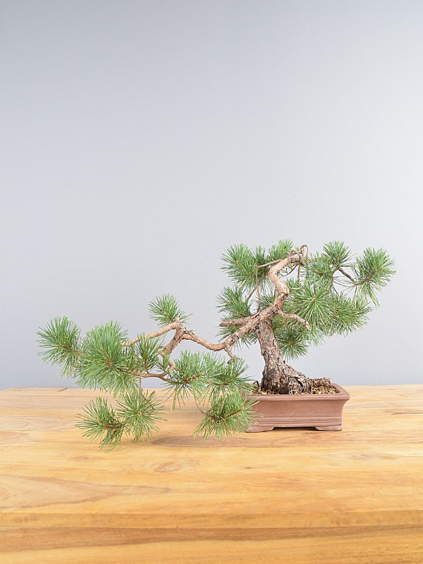 Immagine di Bonsai Pino silvestre