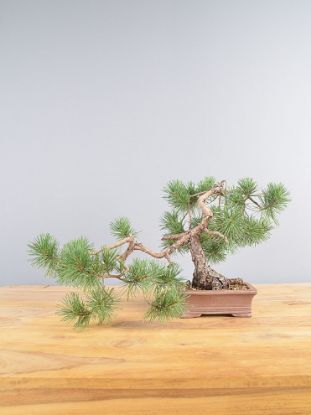 Immagine di Bonsai Pino silvestre
