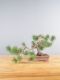 Immagine di Bonsai Pino silvestre
