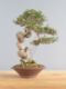 Immagine di Bonsai Olivo di Maiorca "Maiorchino"