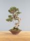 Immagine di Bonsai Olivo di Maiorca "Maiorchino"