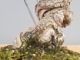 Immagine di Bonsai Olivo di Maiorca "Maiorchino"