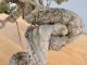Immagine di Bonsai Olivo di Maiorca "Maiorchino"