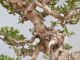 Immagine di Bonsai Olivo di Maiorca "Maiorchino"