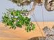 Immagine di Bonsai Olivo di Maiorca "Maiorchino"