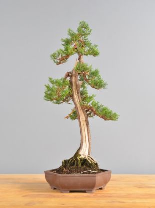 Immagine di Bonsai Cipresso