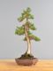 Immagine di Bonsai Cipresso