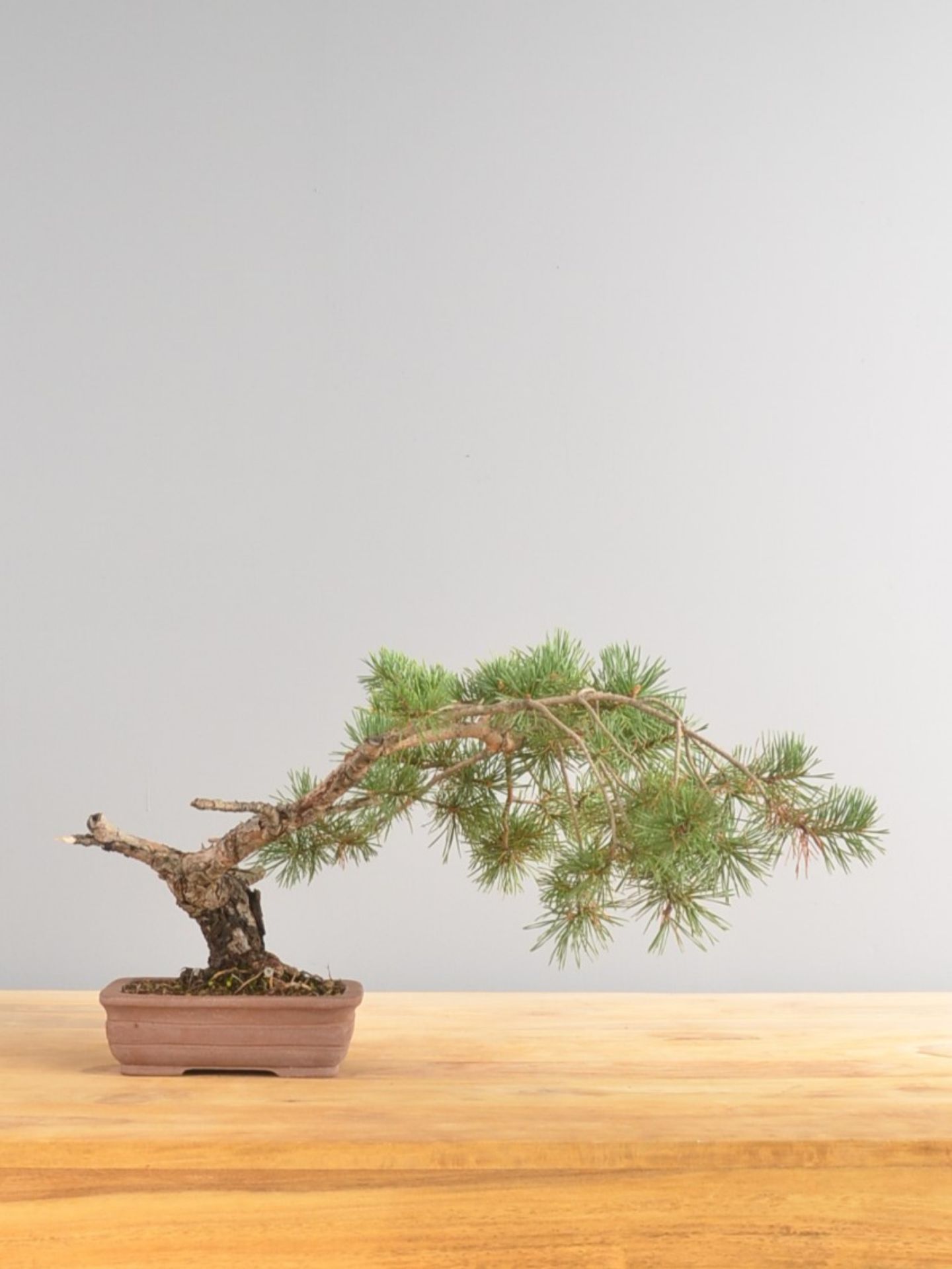 Immagine di Bonsai Pino silvestre