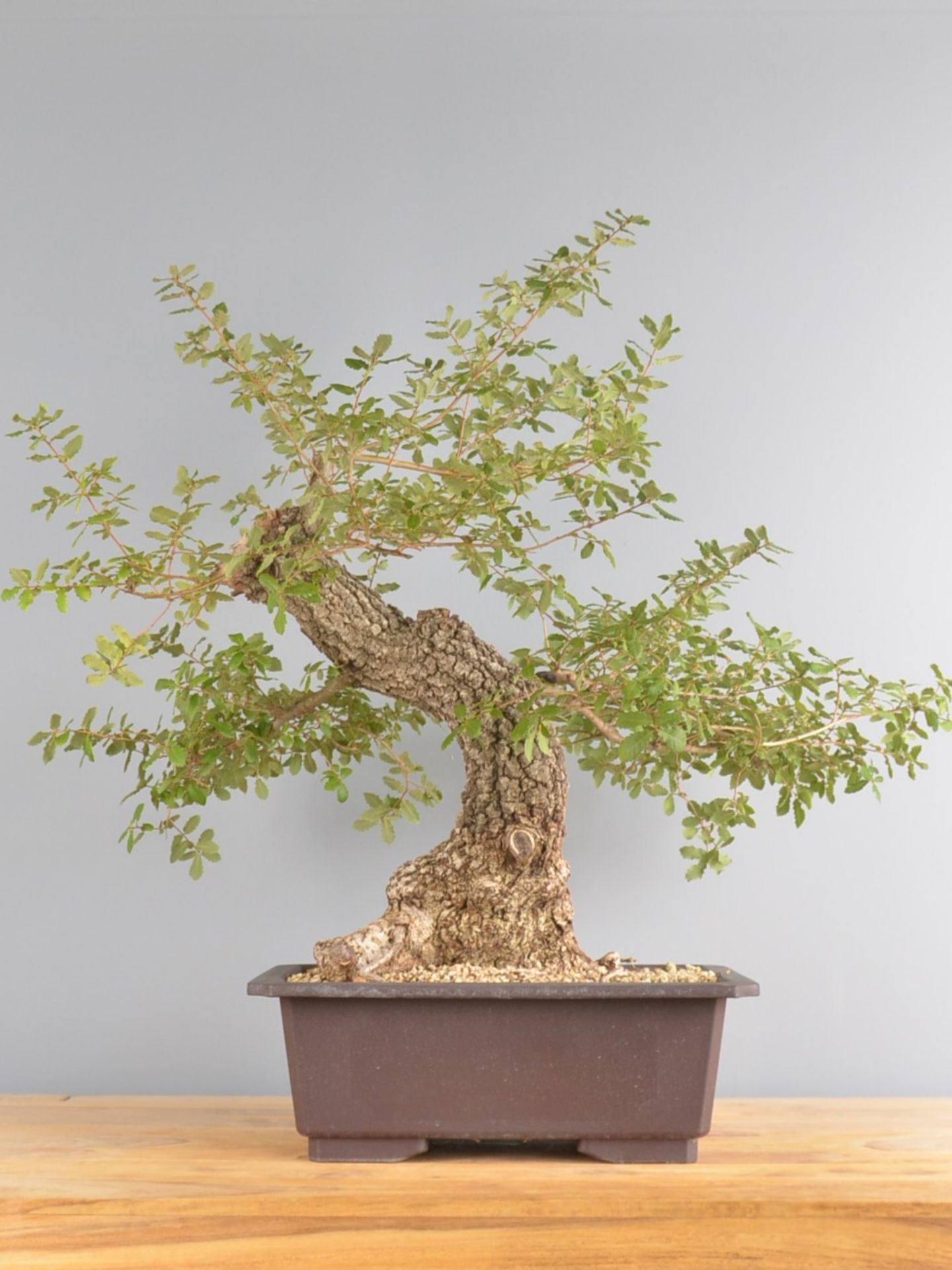 Immagine di Bonsai Quercia