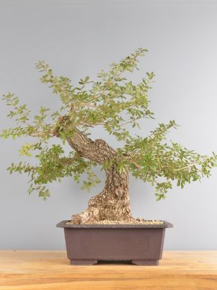 Immagine di Bonsai Quercia