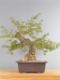 Immagine di Bonsai Quercia