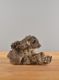 Immagine di Roccia Giapponese