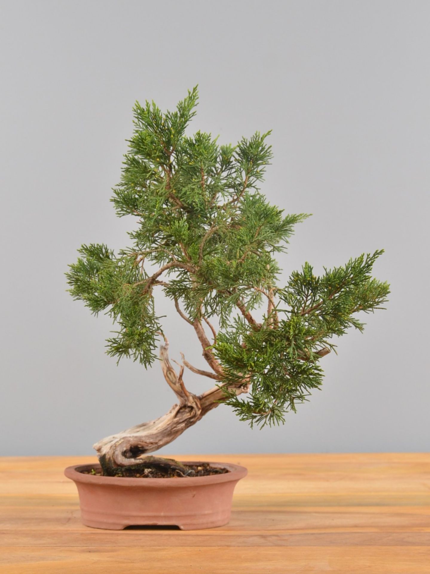Immagine di Bonsai Ginepro
