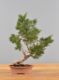 Immagine di Bonsai Ginepro
