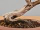 Immagine di Bonsai Ginepro