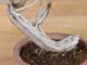 Immagine di Bonsai Ginepro