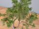 Immagine di Bonsai Ginepro