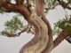 Immagine di Bonsai Ginepro