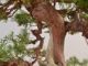 Immagine di Bonsai Ginepro