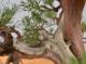 Immagine di Bonsai Ginepro