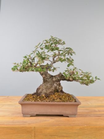 Immagine per la categoria Bonsai Leccio (Quercus ilex)