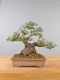 Immagine di Bonsai Leccio