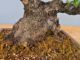 Immagine di Bonsai Leccio