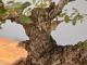 Immagine di Bonsai Leccio