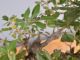 Immagine di Bonsai Leccio