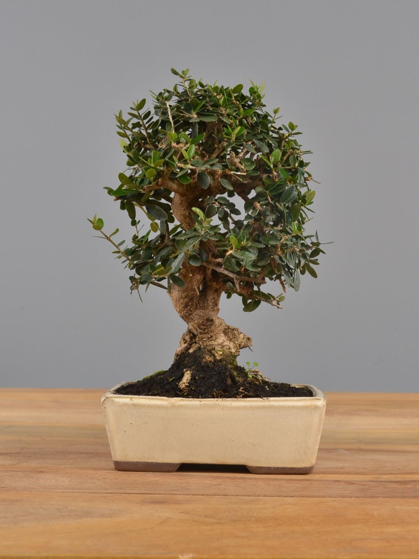 Immagine di Bonsai Olivo