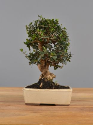 Immagine di Bonsai Olivo