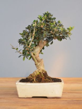 Immagine di Bonsai Olivo