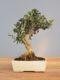 Immagine di Bonsai Olivo