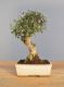 Immagine di Bonsai Olivo