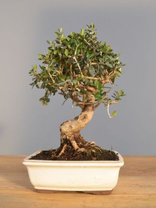 Immagine di Bonsai Olivo