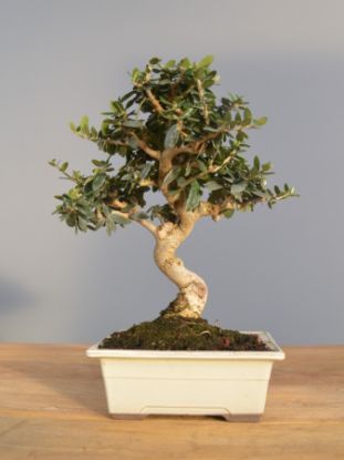 Immagine di Bonsai Olivo