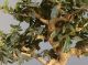 Immagine di Bonsai Olivo