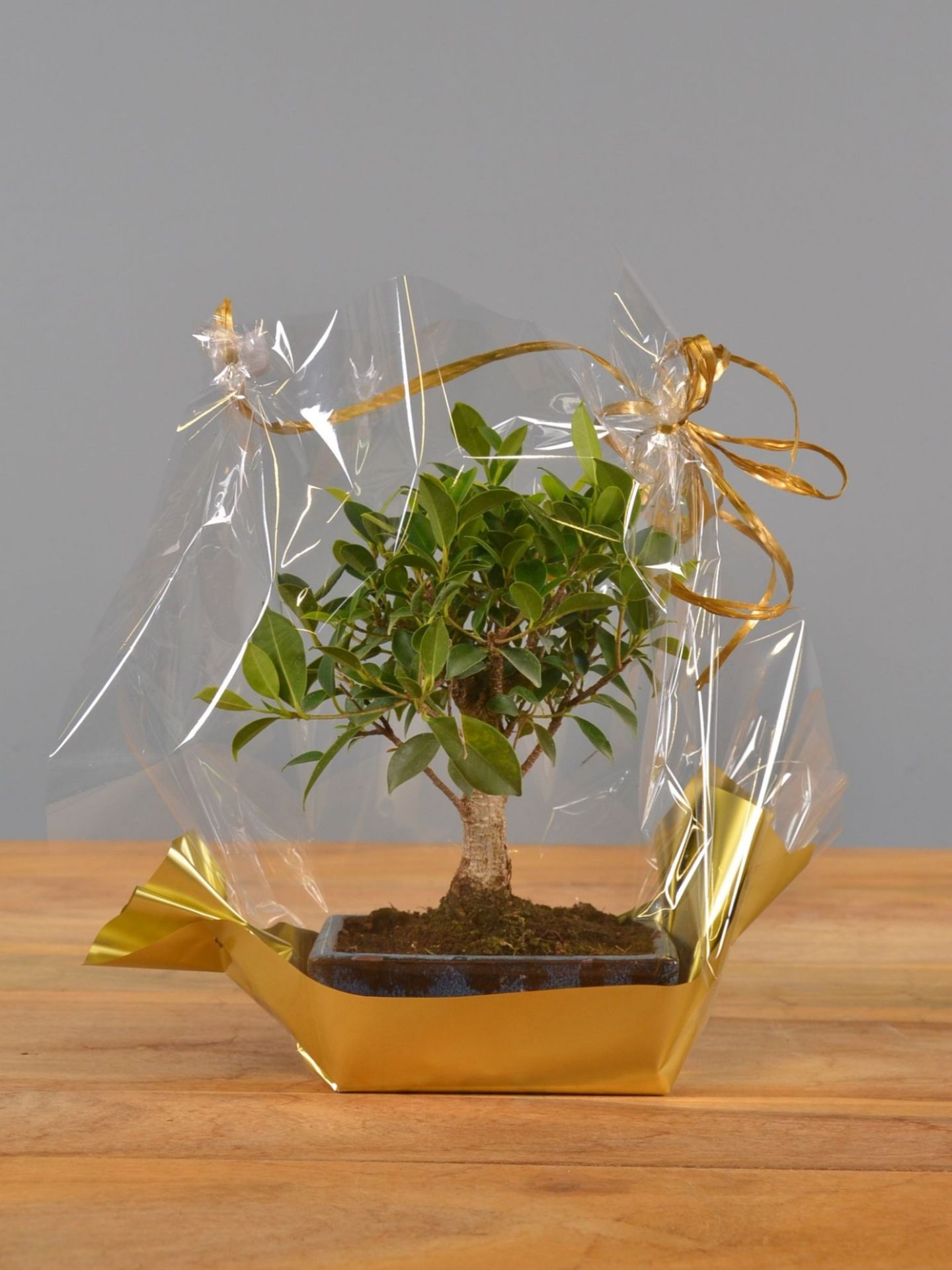 Immagine di Bonsai Ficus Regalo