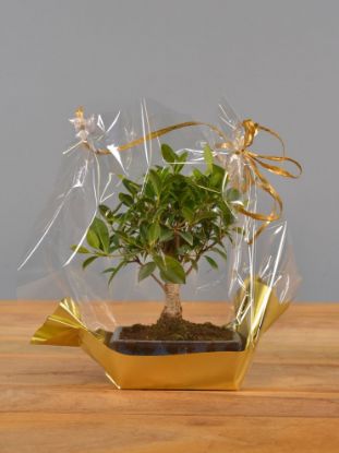 Immagine di Bonsai Ficus Regalo