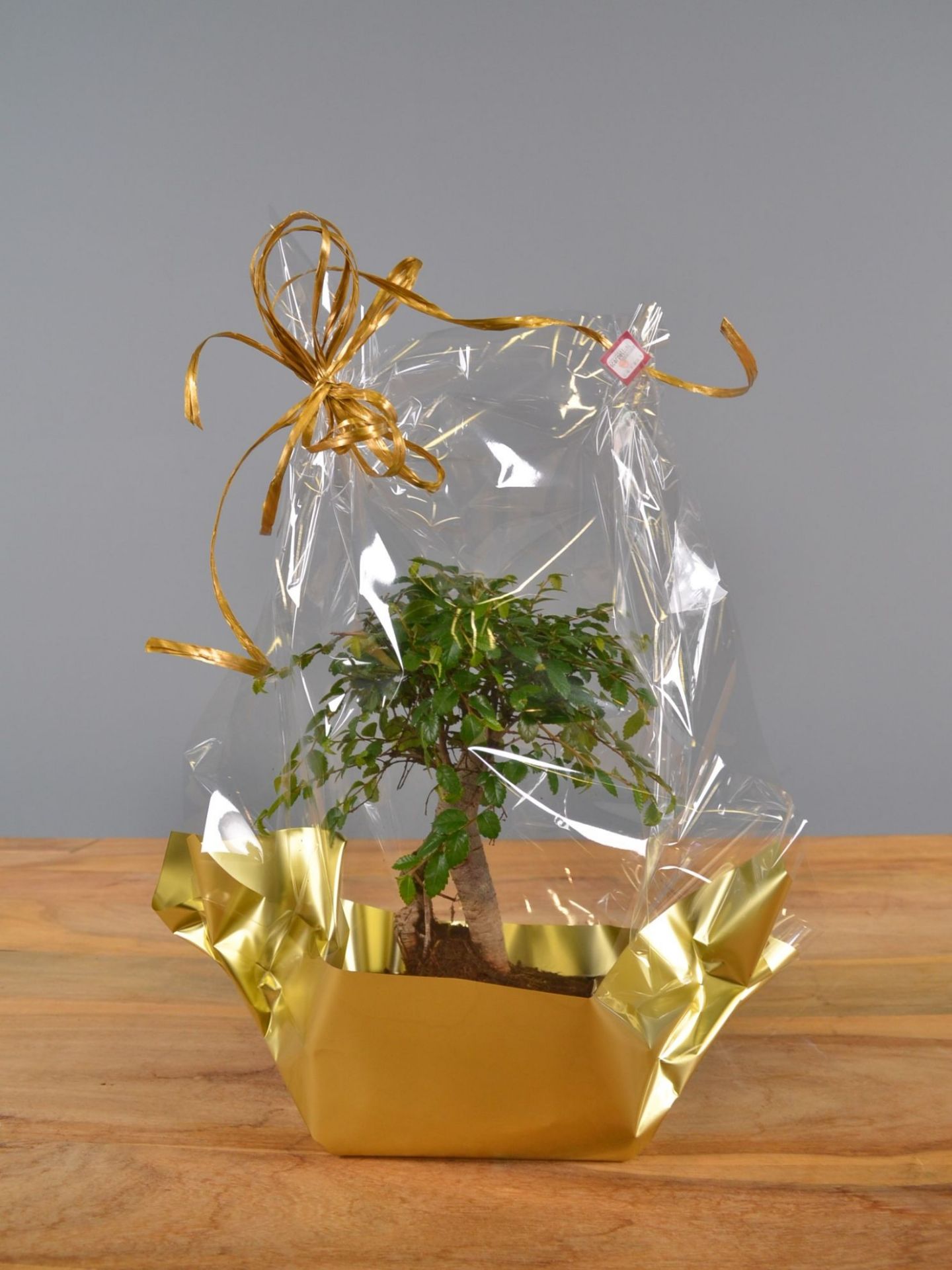 Immagine di Bonsai Olmo Regalo