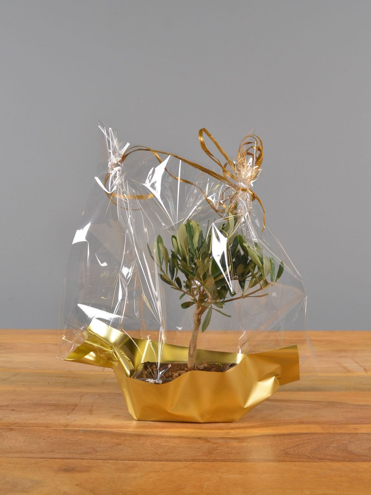 Immagine di Bonsai Olivo Regalo