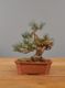 Immagine di Bonsai Pino silvestre